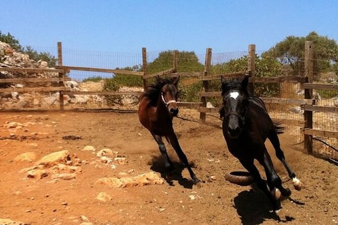 HORSE RIDING 1.5 hours mountains from area Hersonissos CRETE - What happens at the riding school