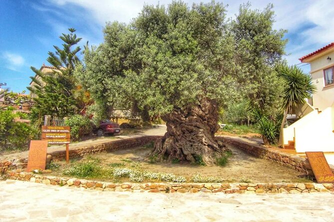 In Crete Discover the miracle of Olive Oil and Organic Fruits - Tsivaras and the ancient olive tree