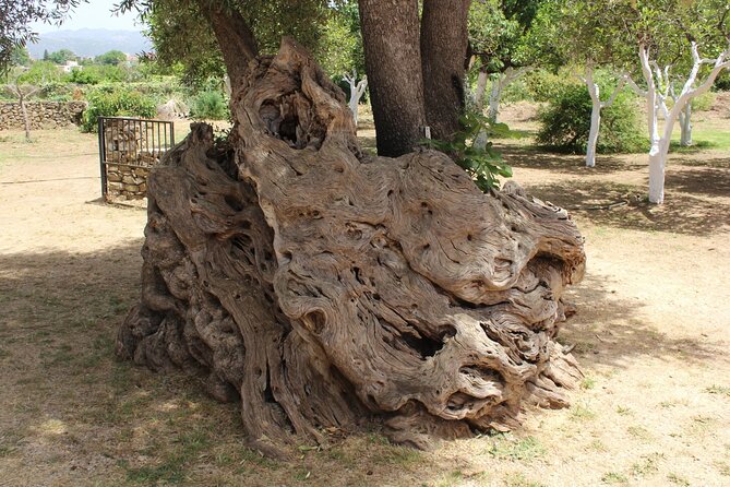In Crete Discover the miracle of Olive Oil and Organic Fruits - Kalyves and a working fruit farm