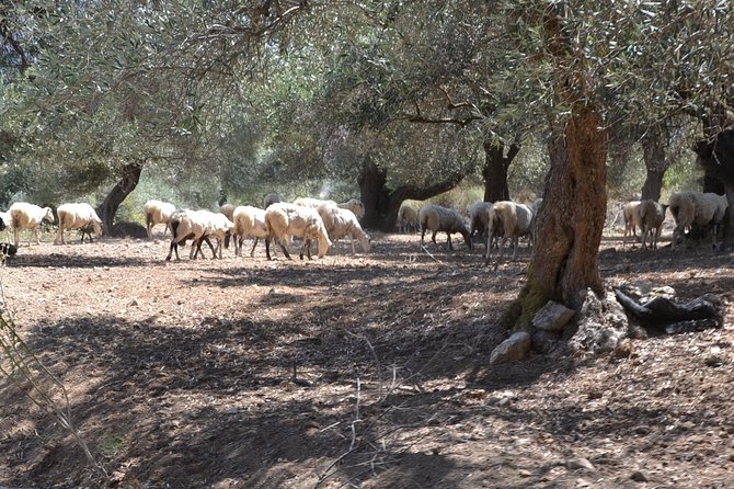 Jeep Safari 4x4 Crete real off road mountain tracks with Lunch from Hersonissos - Kastelli lunch with mountain views