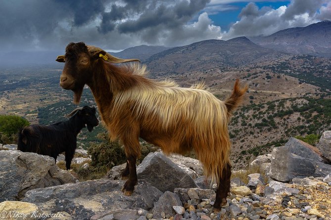 Katharo Route Tour from Agios Nikolaos - Dikte Cave and the Zeus connection