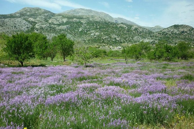 Katharo Route Tour from Agios Nikolaos - Off-road tracks and the shepherd’s mitato