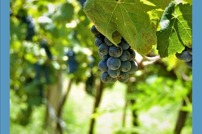 Knossos Wine & More - Is $650.91 a fair price?