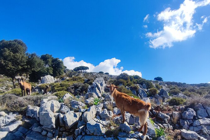 Lasithi plateau,wine and olive oil tasting,Greek Mythology park - Mochos, Krasi, and the first mountain roads