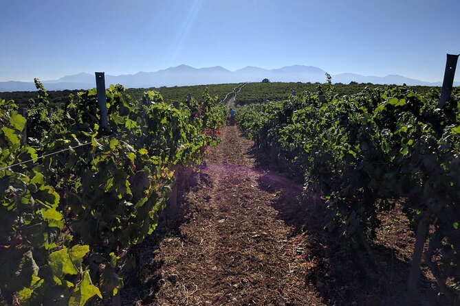 LUXURY PRIVATE Wine Tasting in CRETE (also for CRUISE SHIPS) - A private guide changes the pace