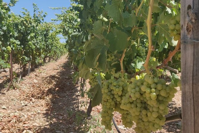 LUXURY PRIVATE Wine Tasting in CRETE (also for CRUISE SHIPS) - Is $197.06 per person a fair price?