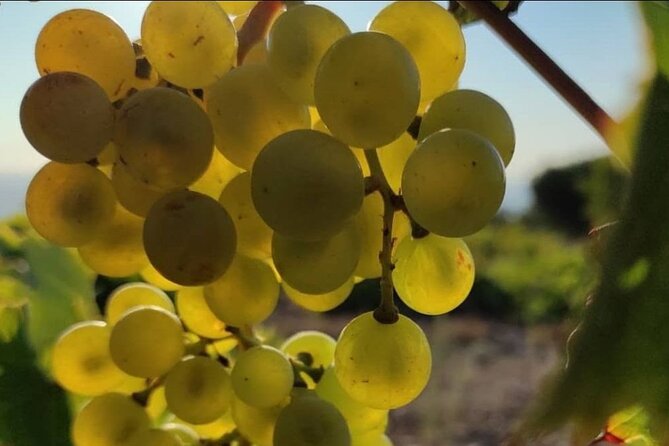 LUXURY PRIVATE Wine Tasting in CRETE (also for CRUISE SHIPS) - What to bring and how to plan the day