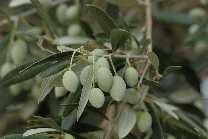Olive Oil Tasting Tour - Why the private format matters