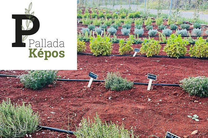 Pallada Semi-Private Olive Oil Tours in Sternes, Chania - Tasting four extra virgin olive oils