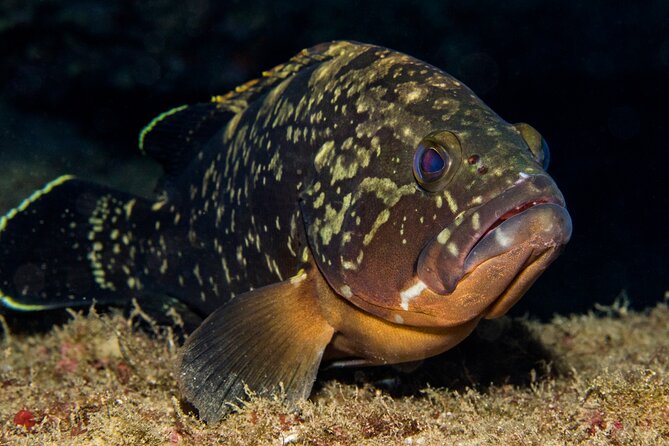 Plakias: Try Scuba Diving first time - Private, from 8 yrs. - Timing, meeting point, and cancellation