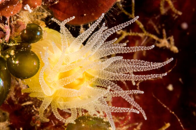 Plakias: Try Scuba Diving first time - Private, from 8 yrs. - Skinaria Beach, Plakias, and Souda Beach