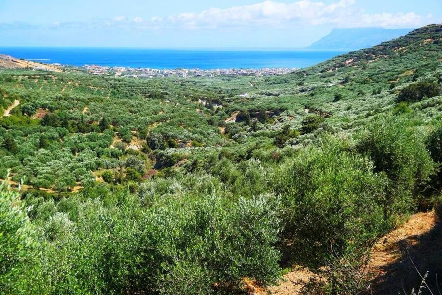 Premium Crete Olive oil tasting, Wine, Raki and Cretan food! - Booking details worth knowing