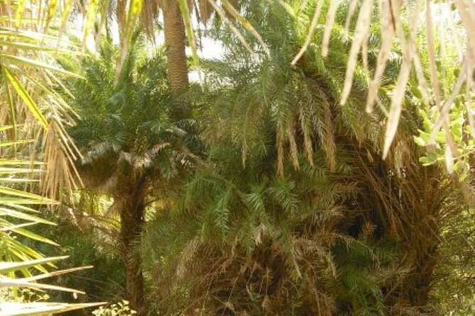 Preveli palm Beach & Damnoni Excursion - Who should book this Preveli and Damnoni trip
