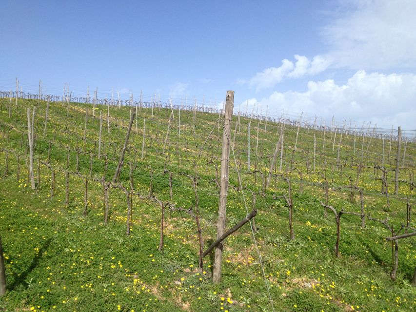 Private Exclusive Manousakis Winery and Vineyard Tour - Booking flexibility and practical planning