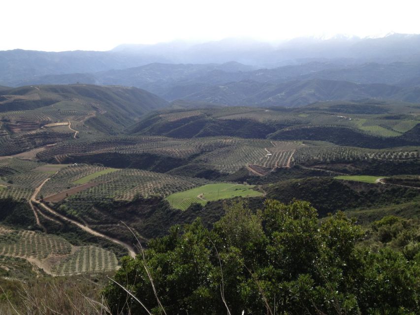 Private Exclusive Manousakis Winery and Vineyard Tour - Off-road through vineyards at 660 meters