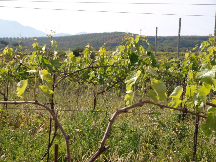 Private Exclusive Manousakis Winery and Vineyard Tour - Is $565 good value for four people?