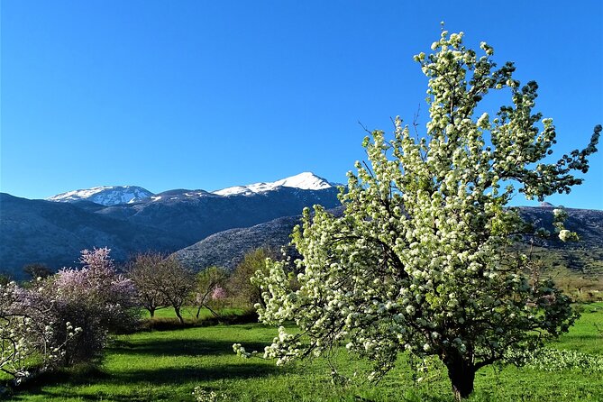 Private Guided Tour to Lasithi Plateau Villages & Olive Oil Mill - Tzermiado and a taste of Greek yogurt