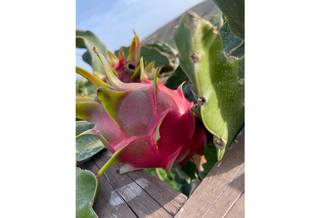 Private Traditional Olive Grove and Dragon Fruit Farm Tour - Key points to know before you book