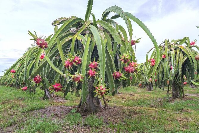 Private Traditional Olive Grove and Dragon Fruit Farm Tour - Alex, Maria, and a genuinely personal welcome