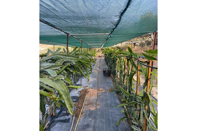 Private Traditional Olive Grove and Dragon Fruit Farm Tour - The shaded terrace is half the experience