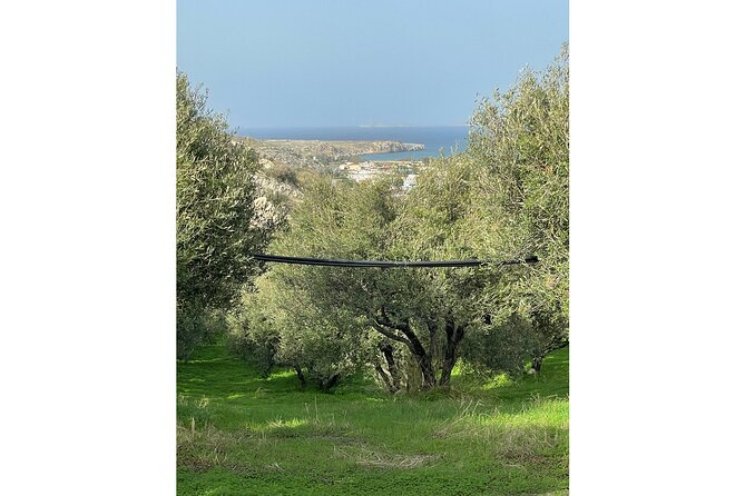 Private Traditional Olive Grove and Dragon Fruit Farm Tour - Who will enjoy this most