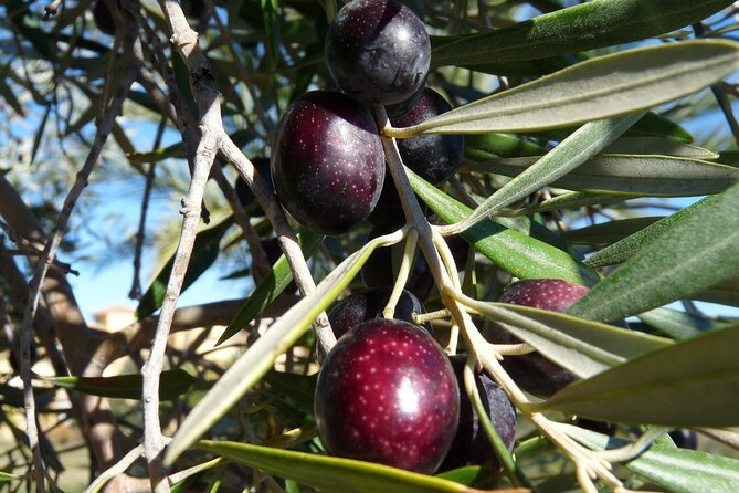 Private Traditional Olive Grove and Dragon Fruit Farm Tour - Walking among olives, snails, and dragon fruit