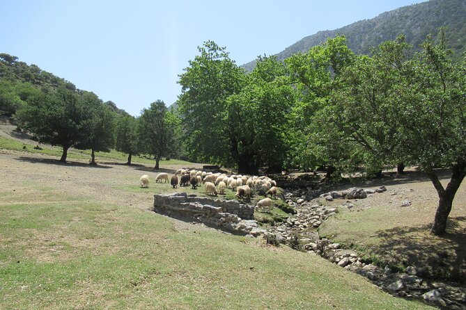 Private Trekking Rouvas Gorge - Following the river through Agios Nikolaos Gorge