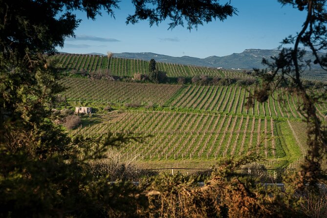 Private Wine Tour at Peza Valley - 2 Wineries and Lunch at Peza - Stilianou Winery, a boutique first stop
