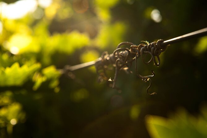 Private Wine Tour at Peza Valley - 2 Wineries and Lunch at Peza - The second winery, and an important booking detail