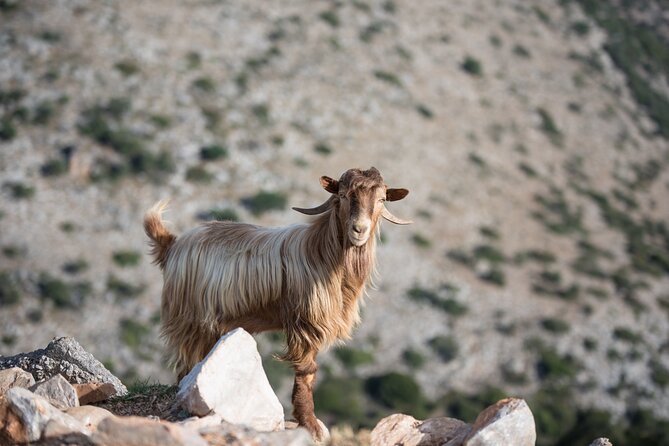 PRIVATE-Winery+Olive Oil Factory-Old Villages-Old Wind Mills - Should You Book the Private Crete Food and Village Tour?