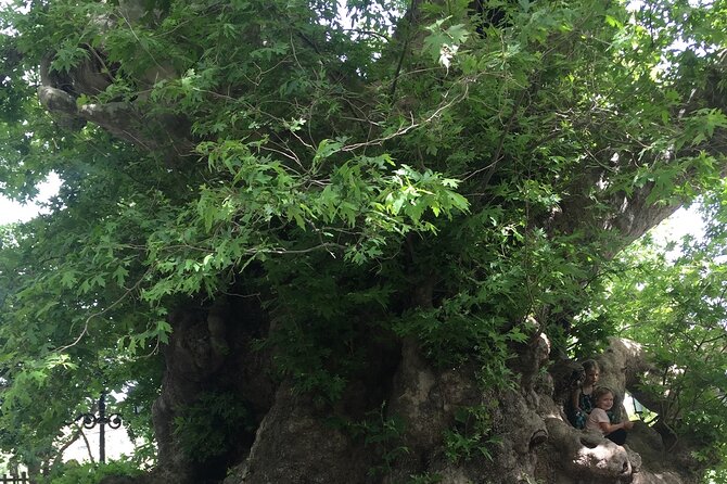 PRIVATE-Zeus Birthplace-Traditional Villages-Olive Oil Factory - Omalia Olive Press and the taste of Crete