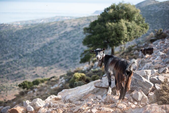 PRIVATE-Zeus Cave-Knossos-Olive oil Factory-Traditional Villages. - Lyrarakis Winery: local grapes and a clear extra cost