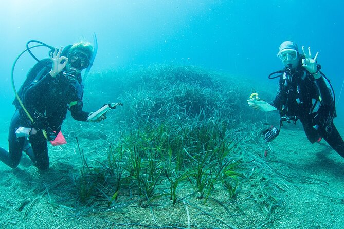 Research diving with a Marine Biologist in Crete - Key points at a glance