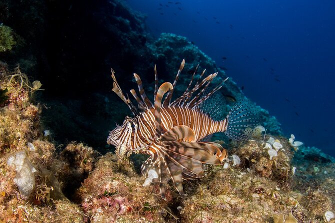 Research diving with a Marine Biologist in Crete - What makes this Crete sea program different