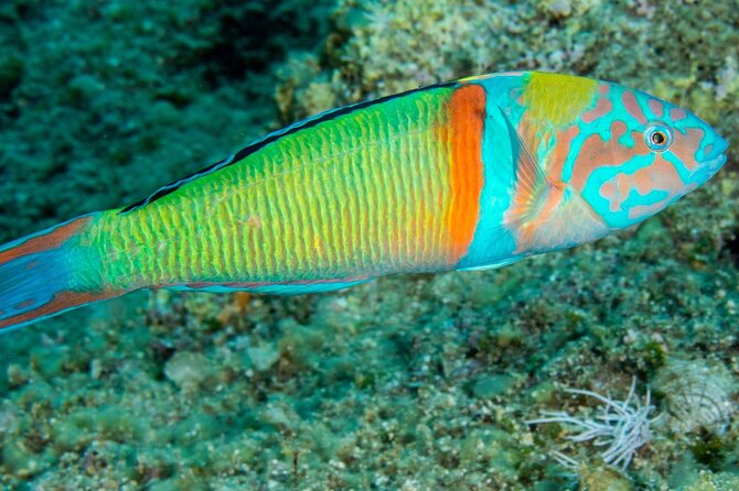Research diving with a Marine Biologist in Crete - Plakias: the field station and second stage
