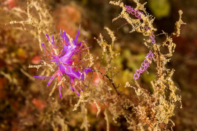Research diving with a Marine Biologist in Crete - Looking through the microscope after the water work