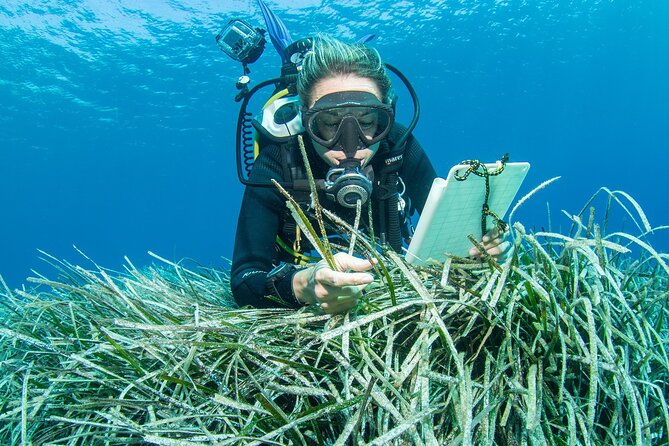 Research diving with a Marine Biologist in Crete - The citizen science element