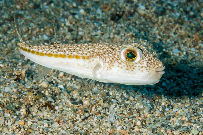 Research diving with a Marine Biologist in Crete - Who will get the most from the day