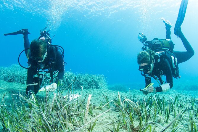 Research diving with a Marine Biologist in Crete - Starting at Dive2gether Crete in Plakias