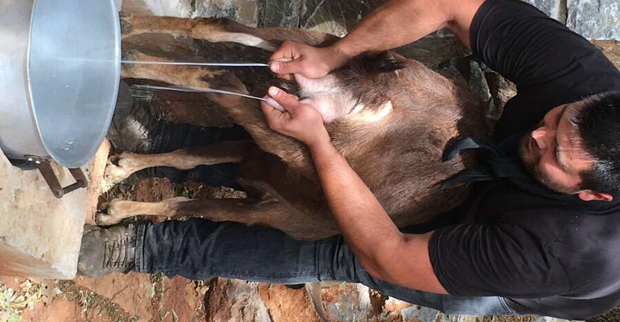 Rethymno 4x4 Safari: Tastes & Farm Experience - The mitato and a close look at cheese-making