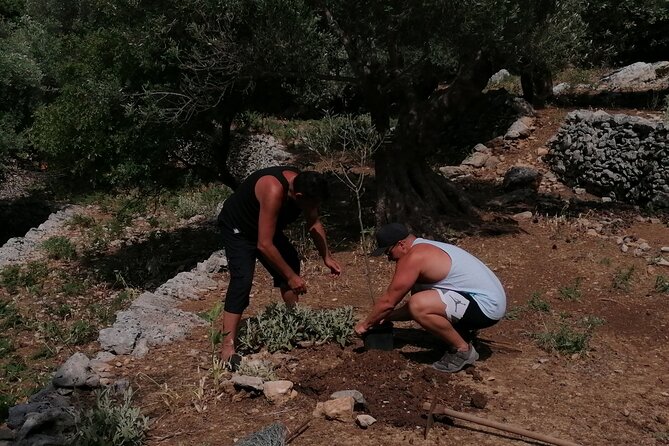 Rethymnon Olive Tree Sponsorship Protect and Plant Tour - What the $141.78 price gets you
