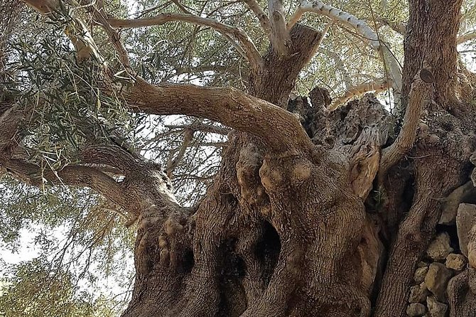 Richtis Waterfall, History, Azoria, OliveTasting, NorthCoast - A 3,250-year-old olive tree near Azoria