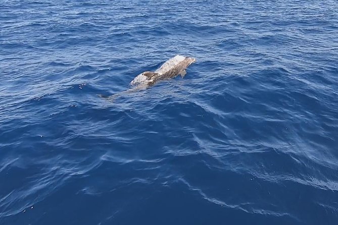 Sailing trip to DIA in Heraklion,Crete(4H) - Practical Booking Notes for Heraklion