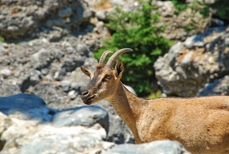 SAMARIA GORGE Full-Day Trip from CHANIA - Why Samaria Gorge is worth the effort