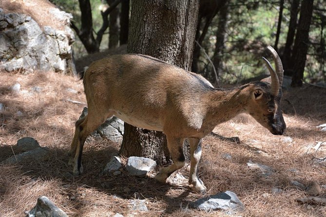 Samaria Gorge Hike - What to wear for a 16-kilometer walk