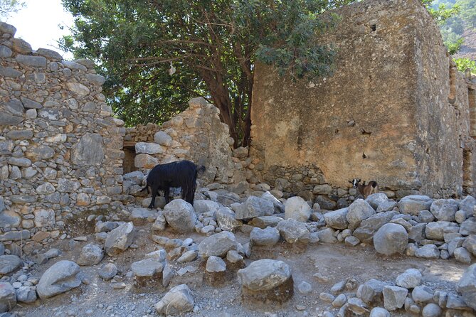 Samaria Gorge Hiking Tour from Chania with Professional Guide - Agia Roumeli: swim, lunch, and recovery
