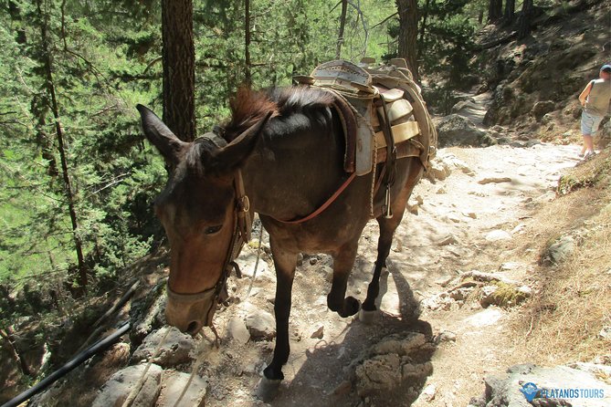 Samaria Gorge Trek: Full-Day Excursion from Chania with Guide - Who should take this trek