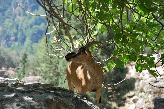 Samaria Gorge Trek: Full-Day Excursion from Heraklion with Guide - Guide support and group size