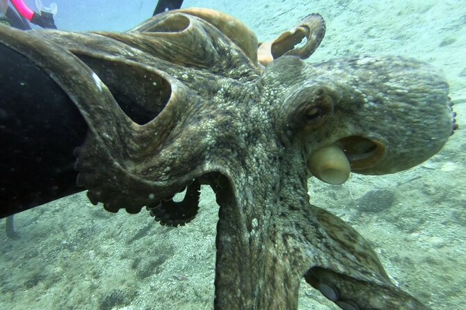 Scuba Diving for Beginners with a PADI Instructor near Heraklion - Your first underwater session near Heraklion