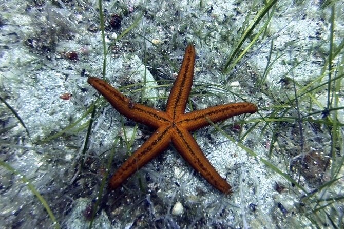 Scuba Diving for Beginners with a PADI Instructor near Heraklion - The first hour at CRETANDIVERS